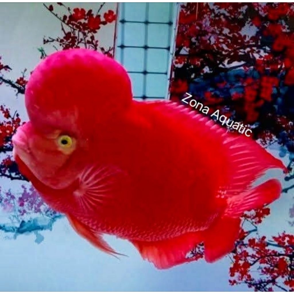 ZONA AQUATIC SUPER RED MONKEY GEN VIETNAM SUPER