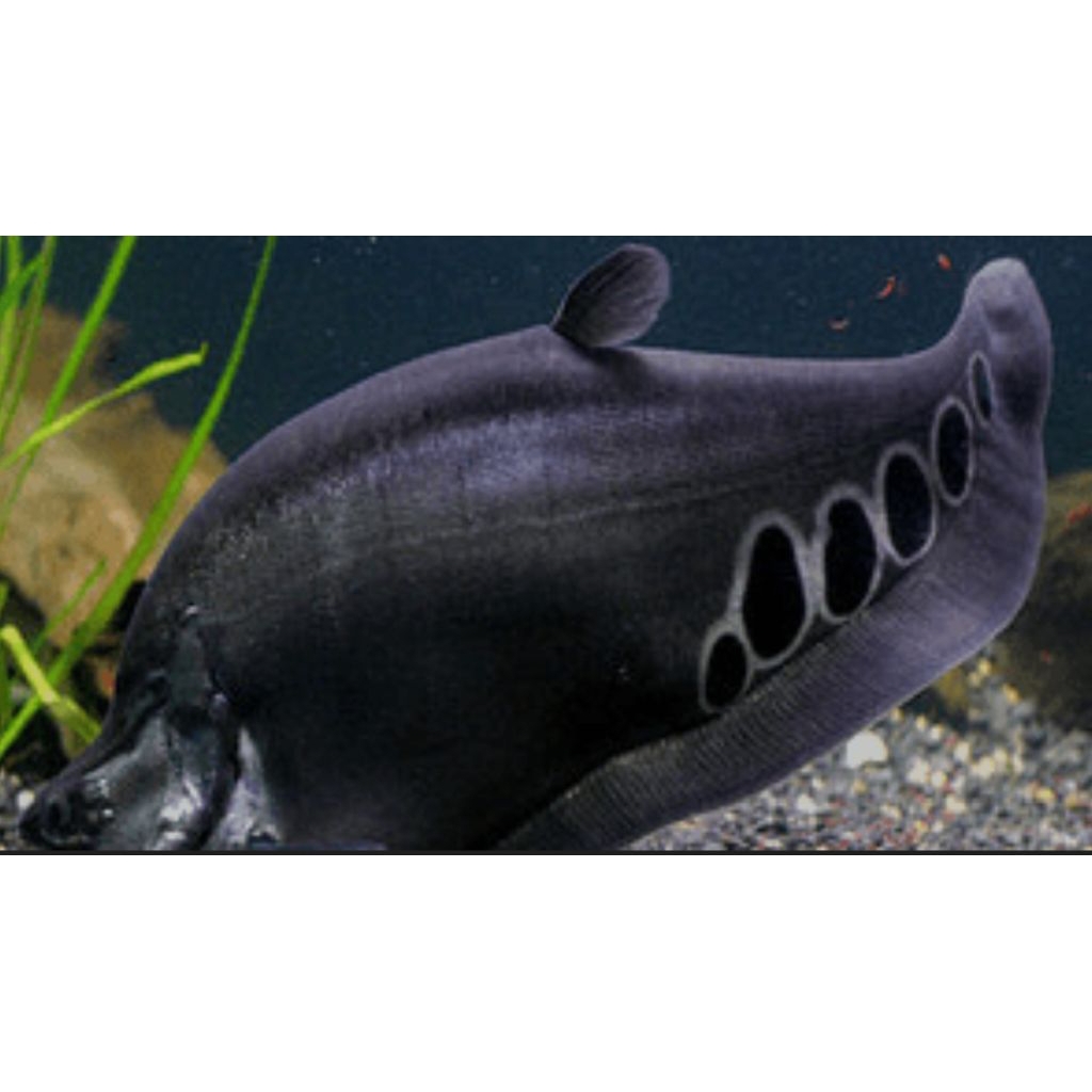 hiasan.aquarium.(Belida.bangkok.40-43cm)