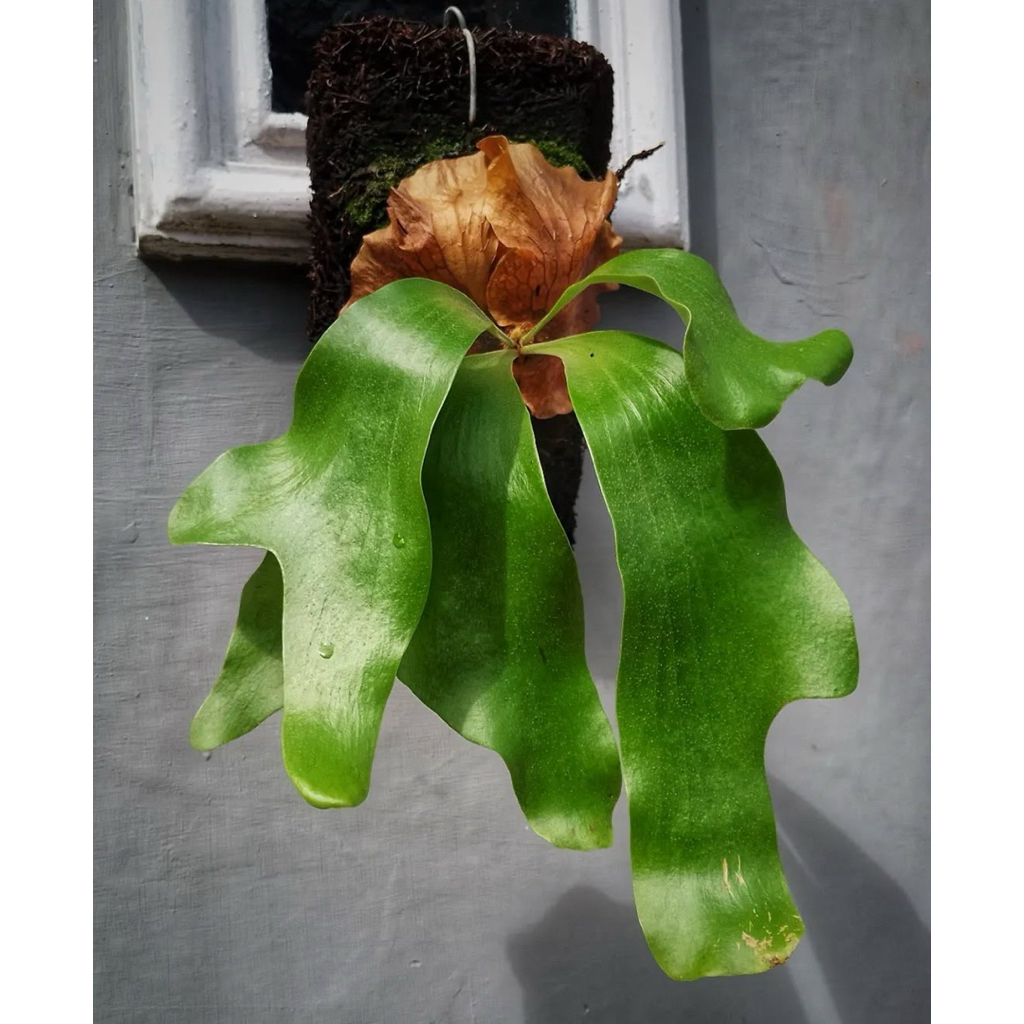 platycerium hilli panama