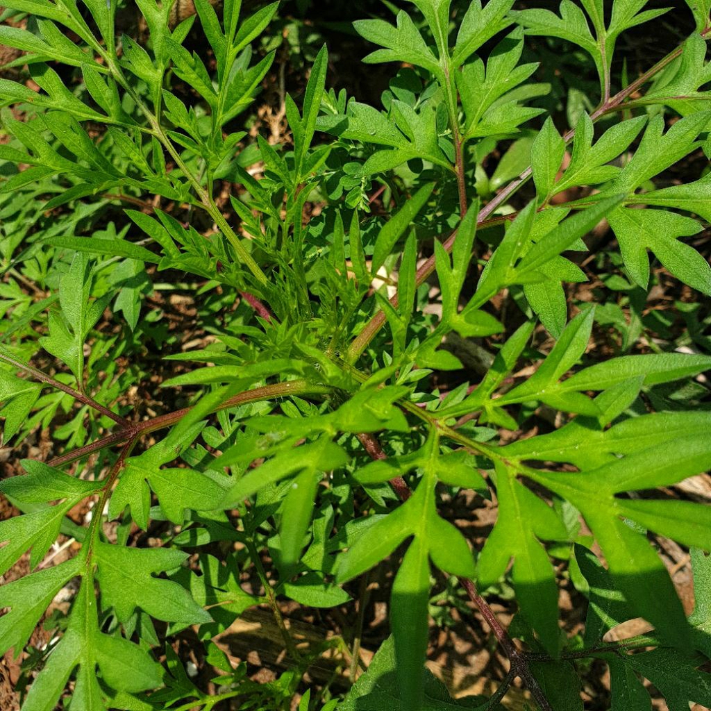 bibit kenikir/tanaman kenikir