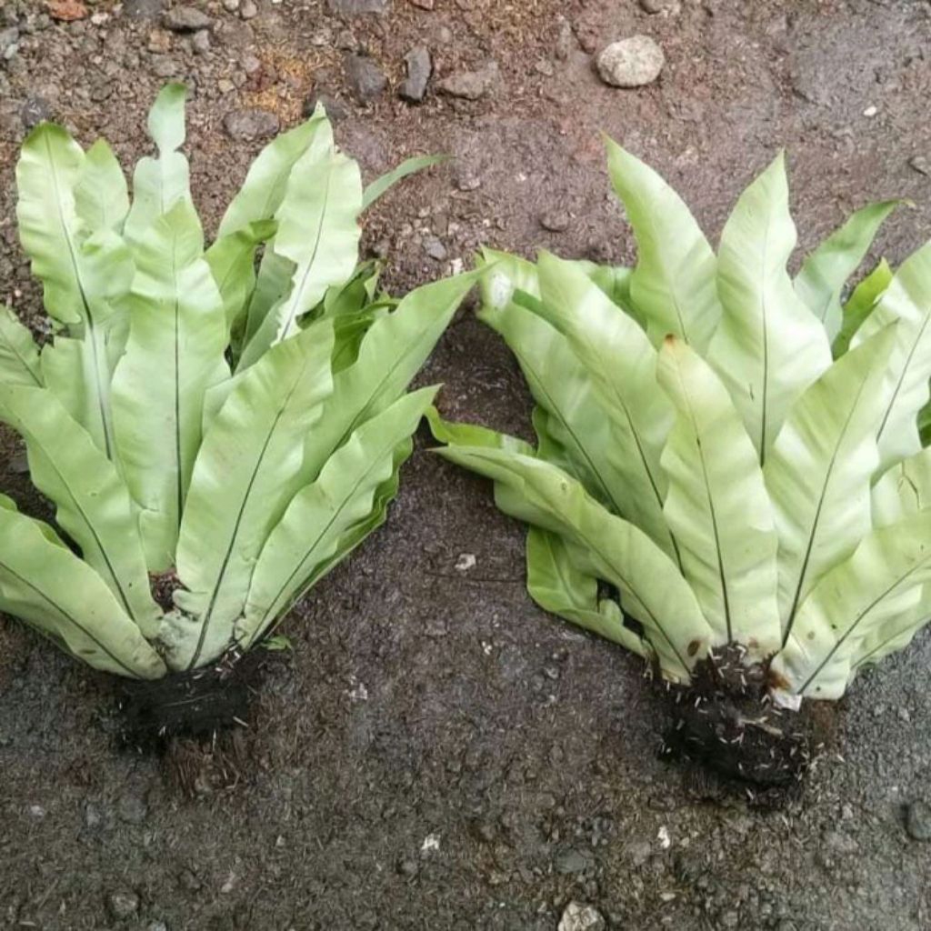 kadaka lokal/kadaka biasa/ kadaka tempel