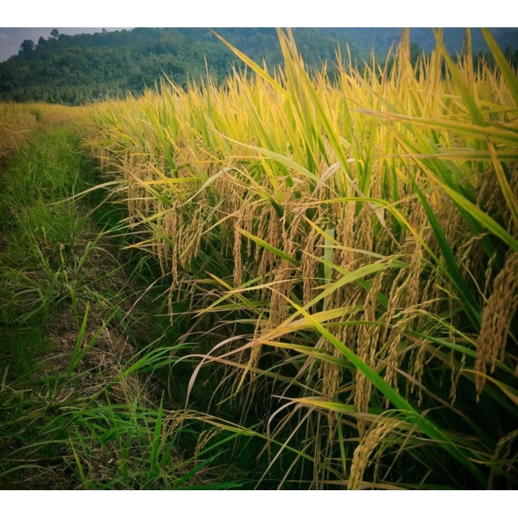 5kg benih padi SIMBOK GENJAH IN-HIBRIDA super original umur pendek 85-90hst