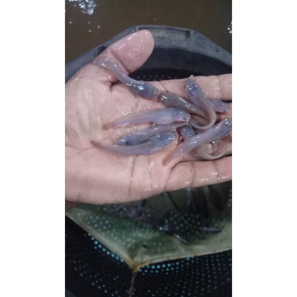 Bibit ikan lele - Ukuran 6-7 cm / Siap Tebar / Berkualitas & Murah