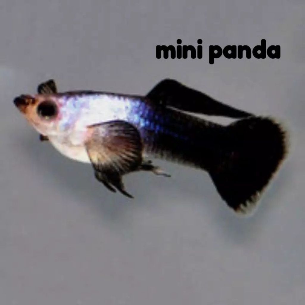Hiasan Aquarium guppy mini panda