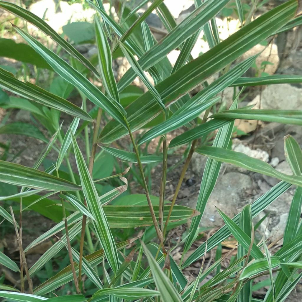 Bambu Varigata Mini 1 Rumpun