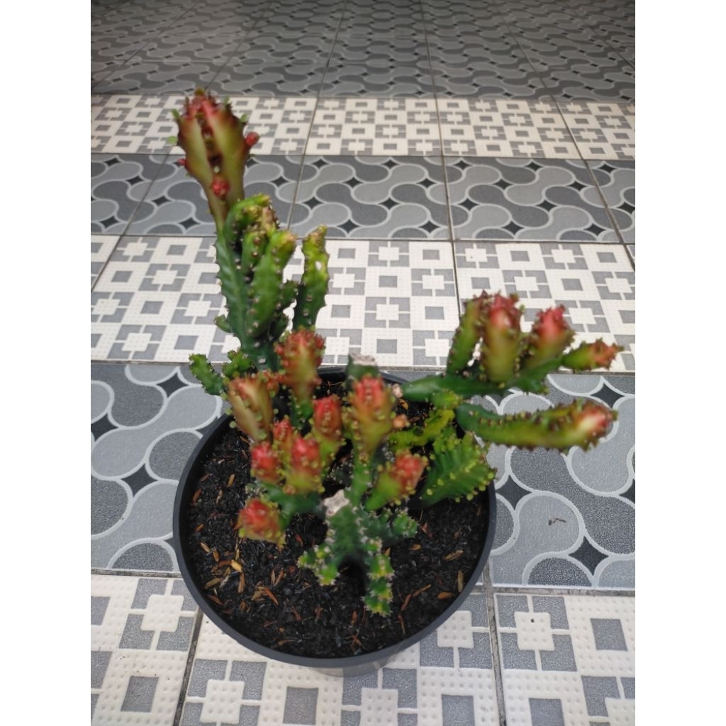 Euphorbia Lactea Montrose 'Red Dragon' Grouping