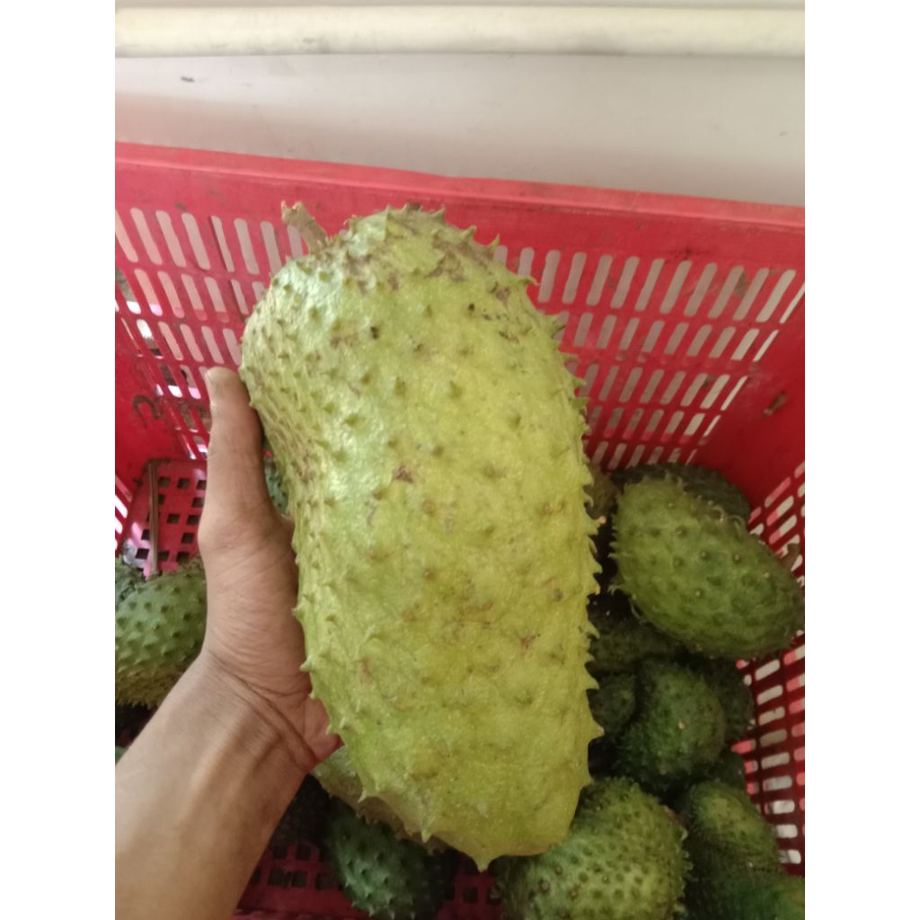 Buah Sirsak Tua Super Siap Matang Fresh