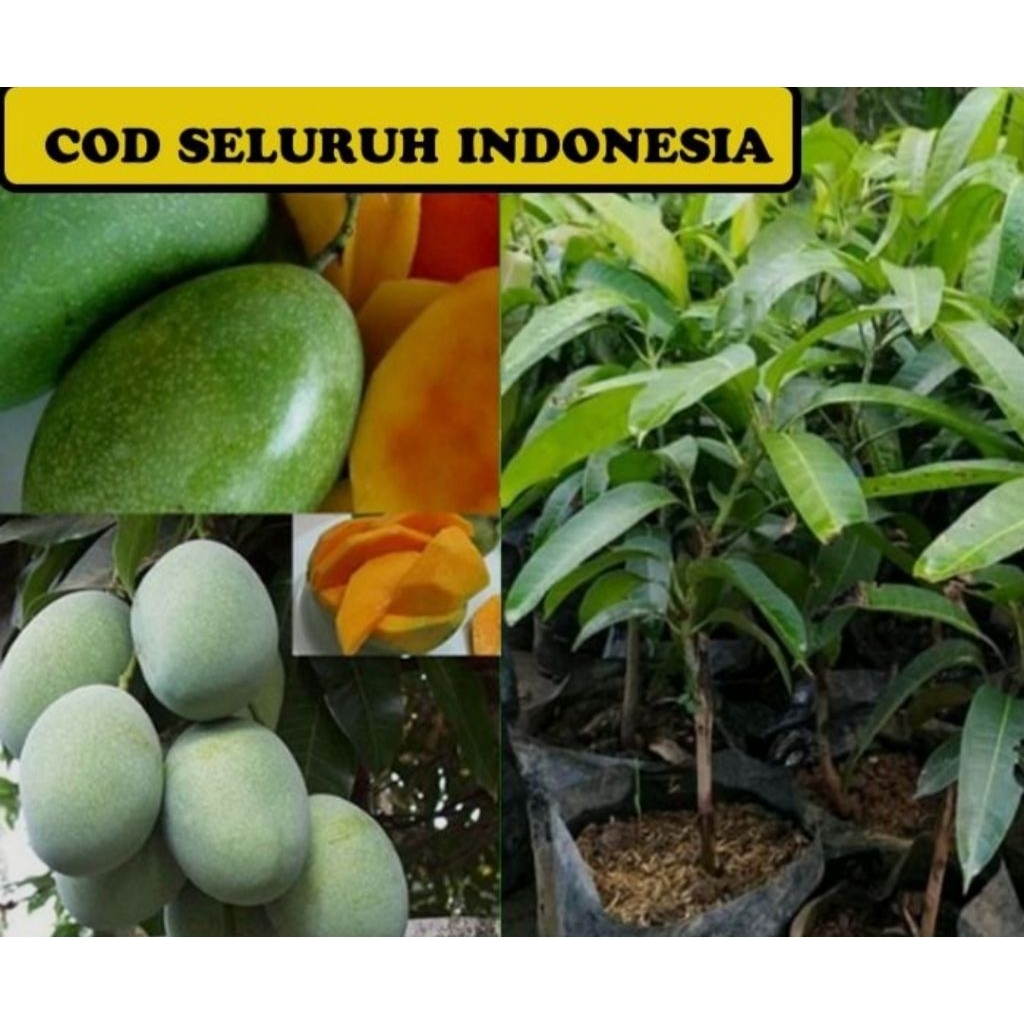 bibit mangga manalagi super cepat berbuah,bibit mangga madu/manalagi okulasi cepat berbuah