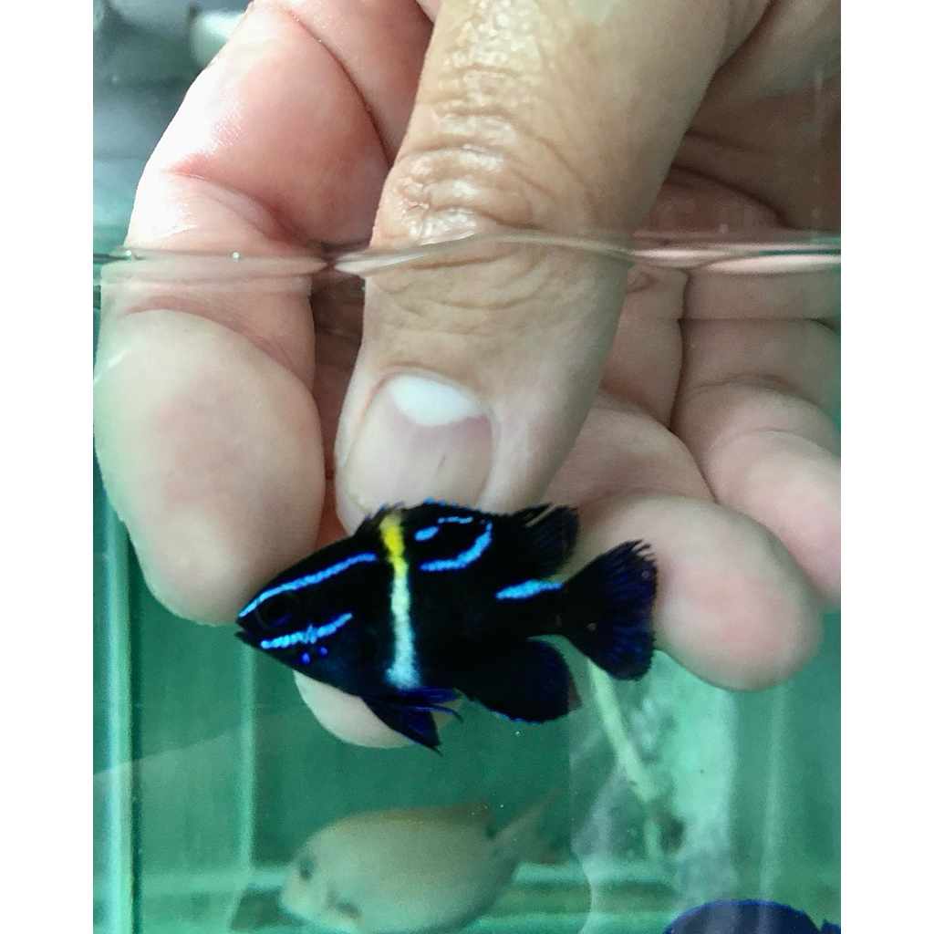 ikan hias laut betok bluband / blue stripe samselfish