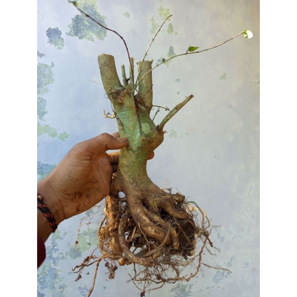 Anting putri bonggolan karakter bahan bonsai