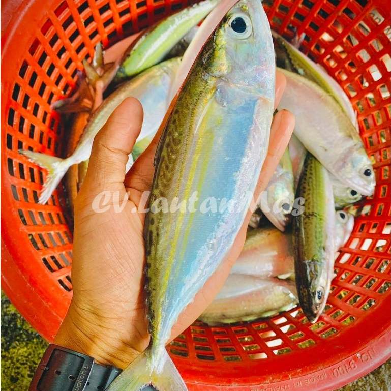 Ikan Kembung Segar 1Kg Ikan Kembung Banjar