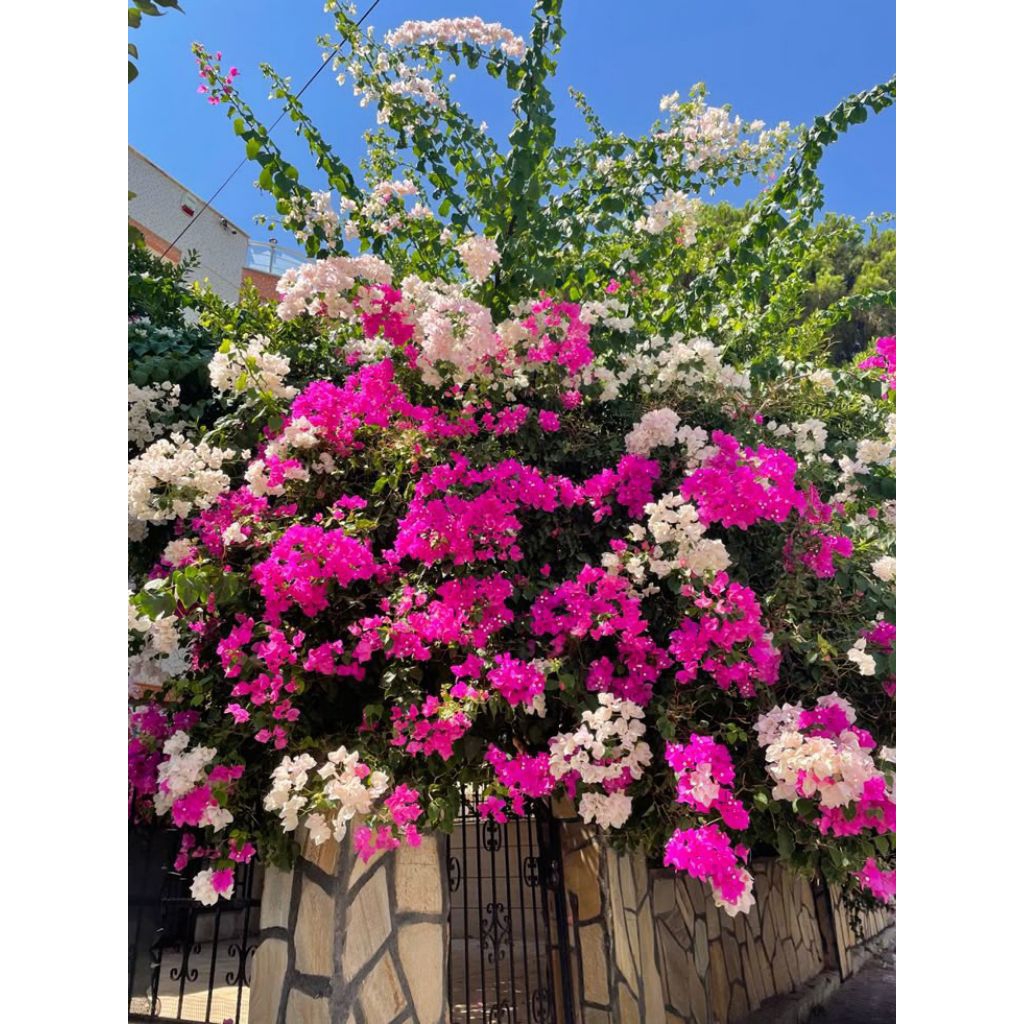 Tanaman Hias Bougenville Bunga Kertas Warna Random Tanaman Hias Bunga Bougenville Bunga Kertas