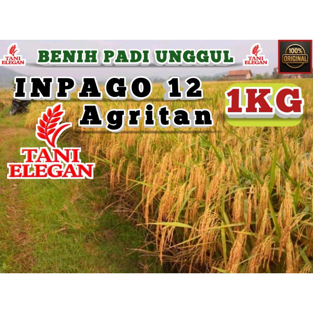 BENIH PADI UNGGUL INPAGO 12 AGRITAN KEMASAN 1KG
