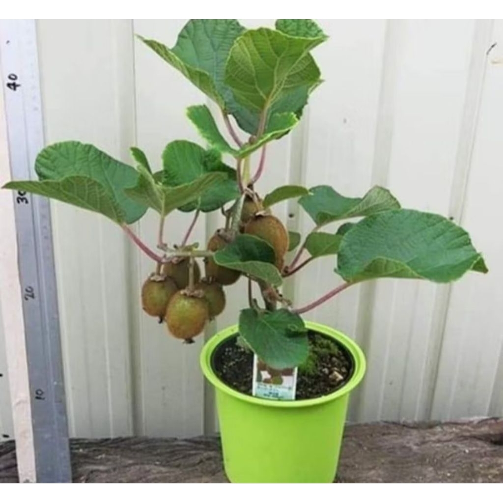 bibit kiwi siap buah