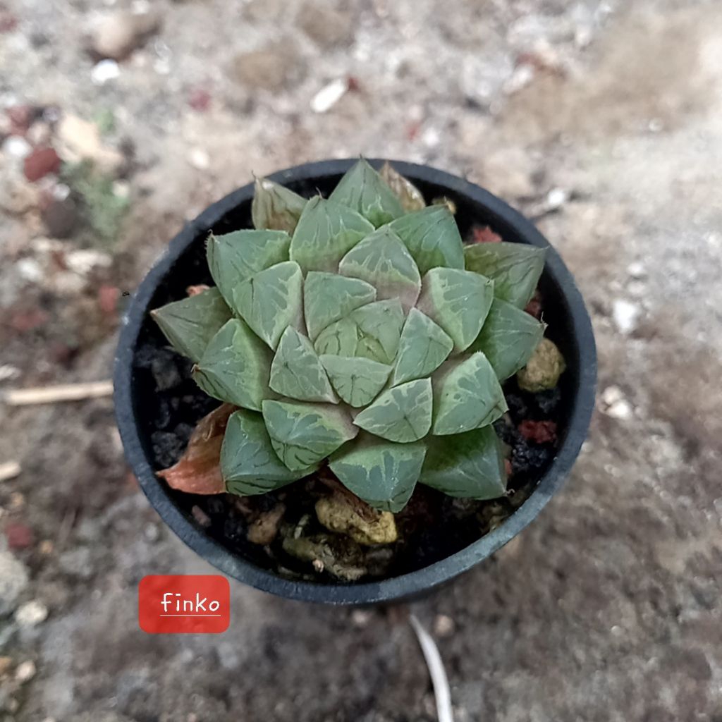 haworthia obtusa marin non variegata