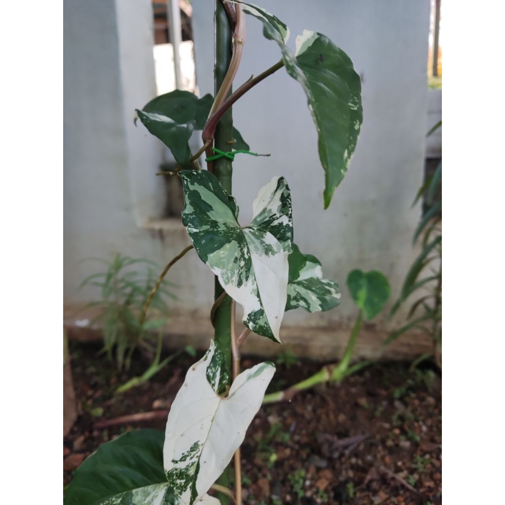 Syngonium Albo