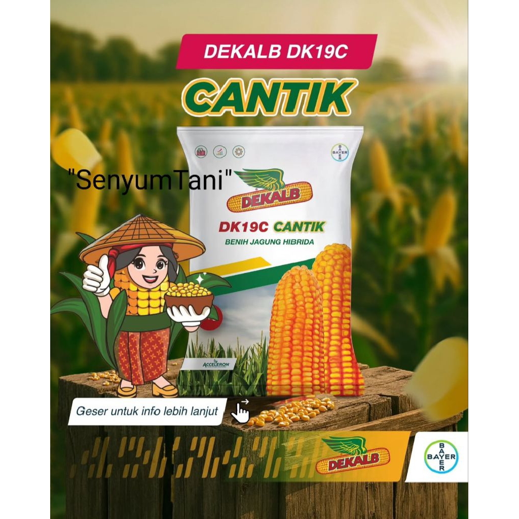 Benih jagung hibrida DEKALB DK 19C 1kg ORIGINAL