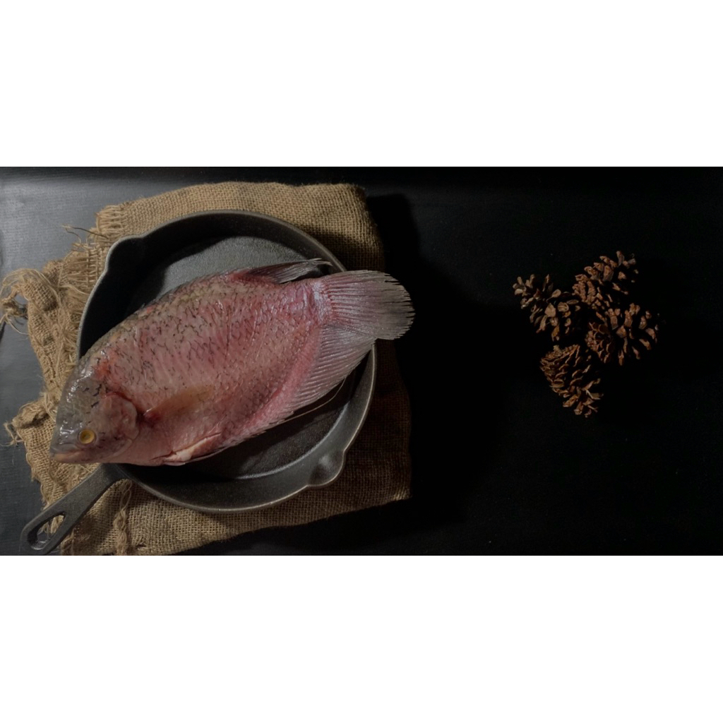 [IKAN SEGAR] Gurame Segar Bersih Hidup 500 - 700g