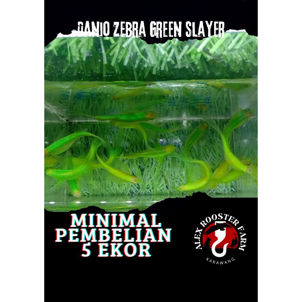 Hiasan Aquarium Danio zebra green slayer
