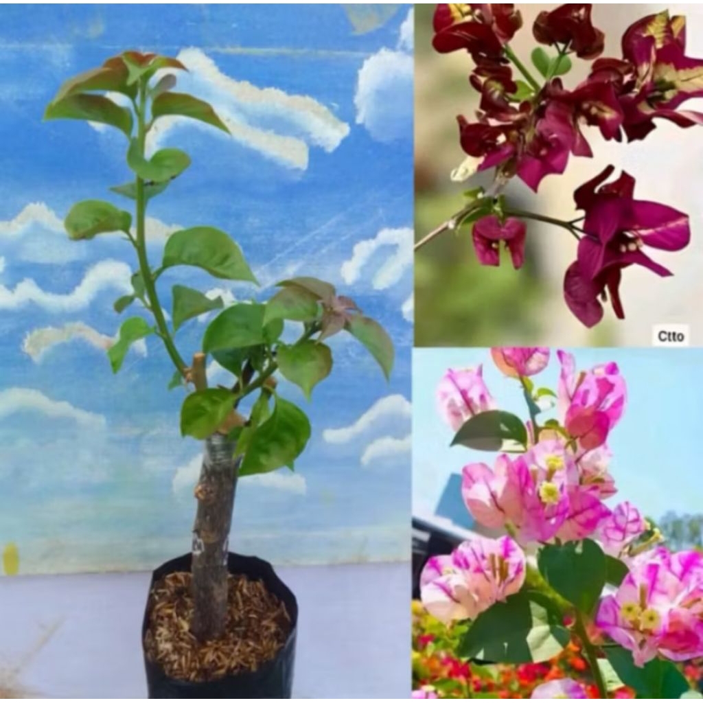 Bibit Bunga Bougenvil Impor 1 Pohon 2 Warna Id Terbaru