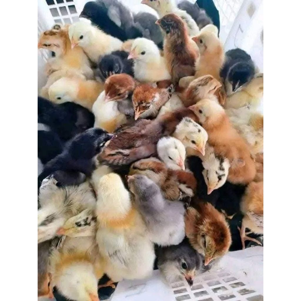 Bibit DOC Ayam KUB PPG usia 3-4 hari