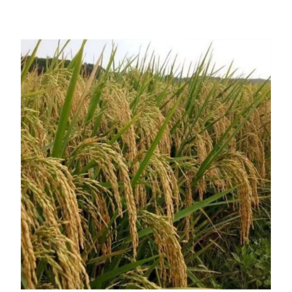 Benih padi Inpari 6 jete kemasan 5kg kualitas unggul tahan rebah