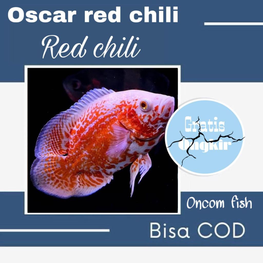 hiasan aquarim Oscar Red Chili  grade A size 7-8