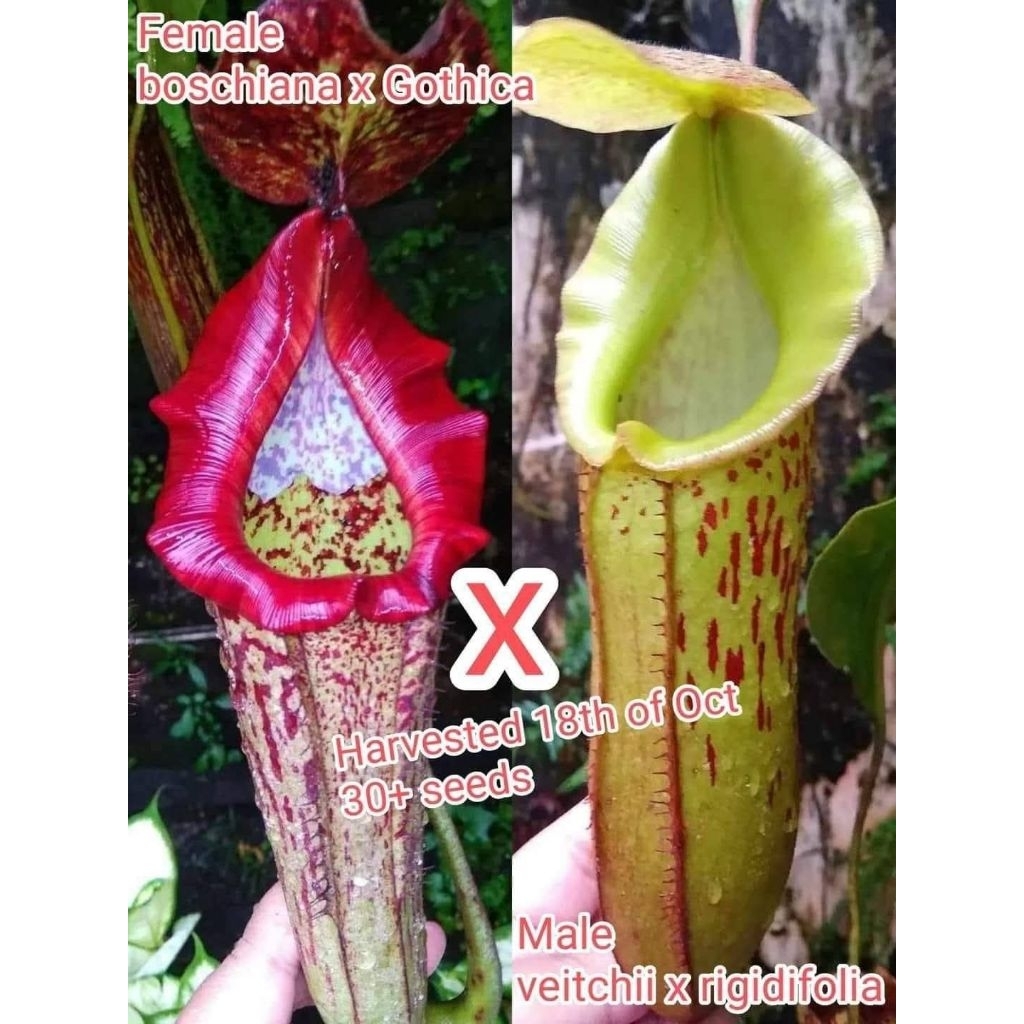 Nepenthes (Boschi x Gothica) X (Veitchii x Rigidifolia)