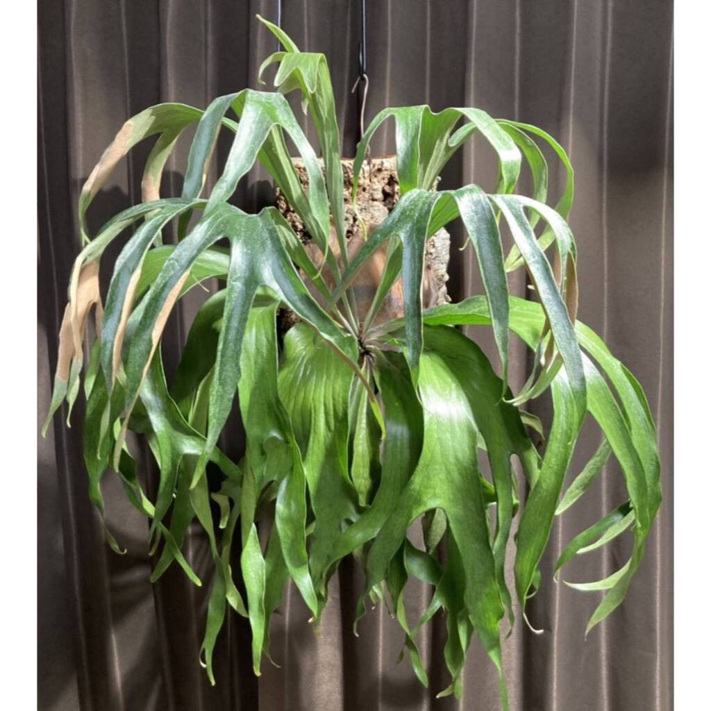 platycerium maserati anakan