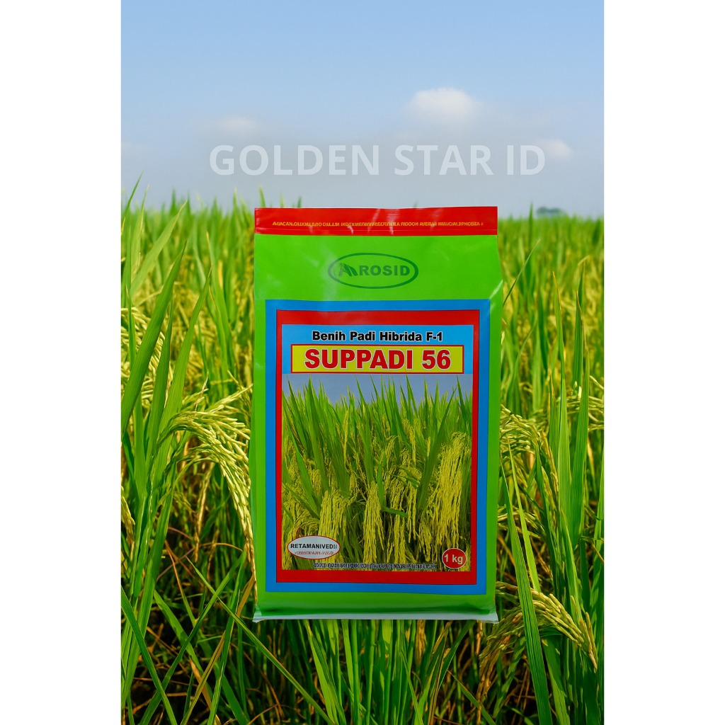 TERMURAH  Benih Padi HIBRIDA SUPPADI 56 / Benih Padi Supadi 56 ( BISA COD )