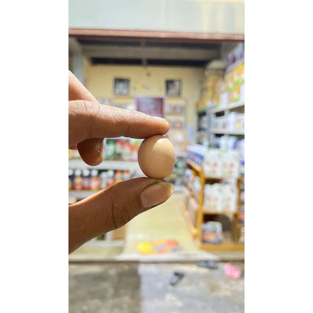 Telur Ayam Jantan Asli