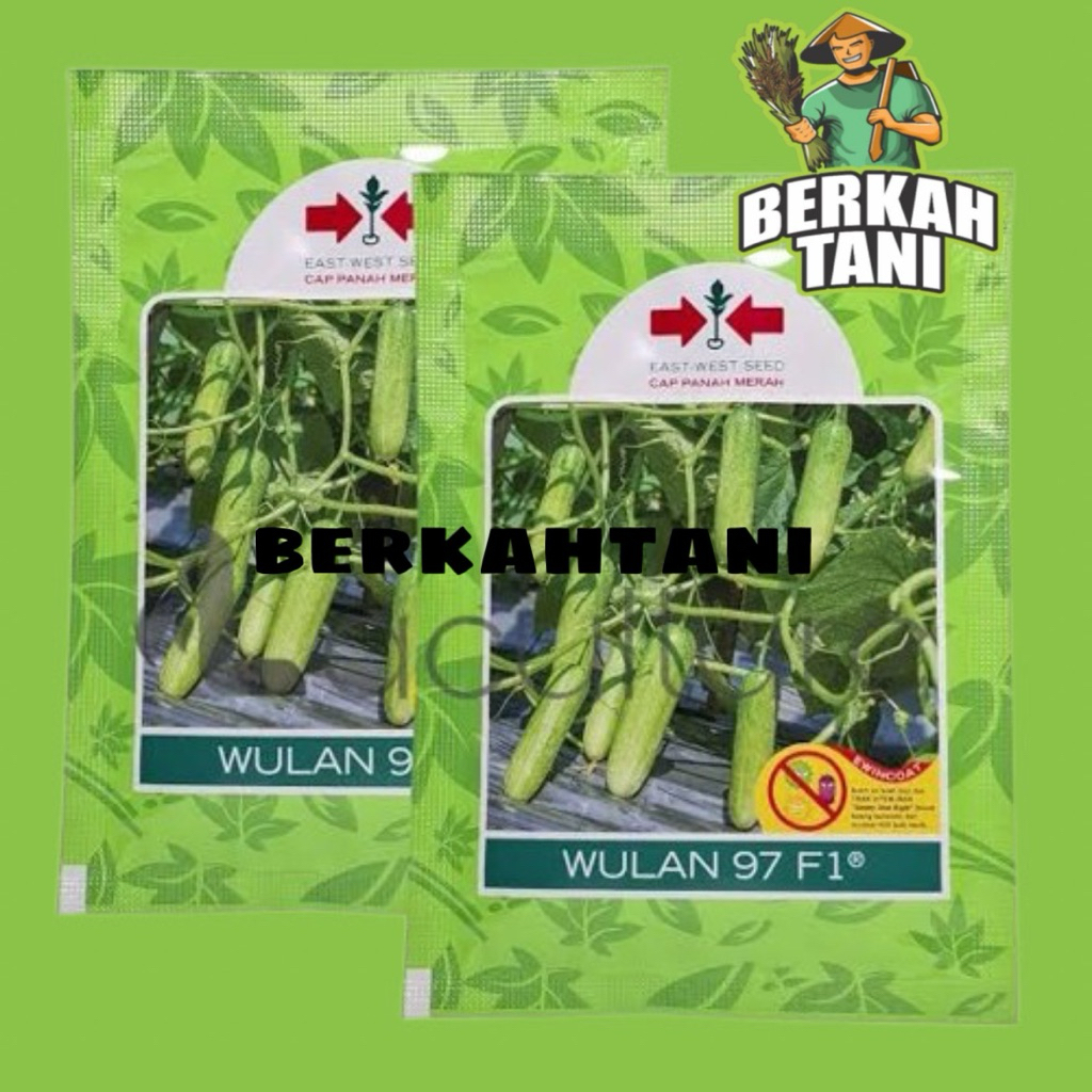 Benih Timun Lalap Wulan 97 F1 800 butir