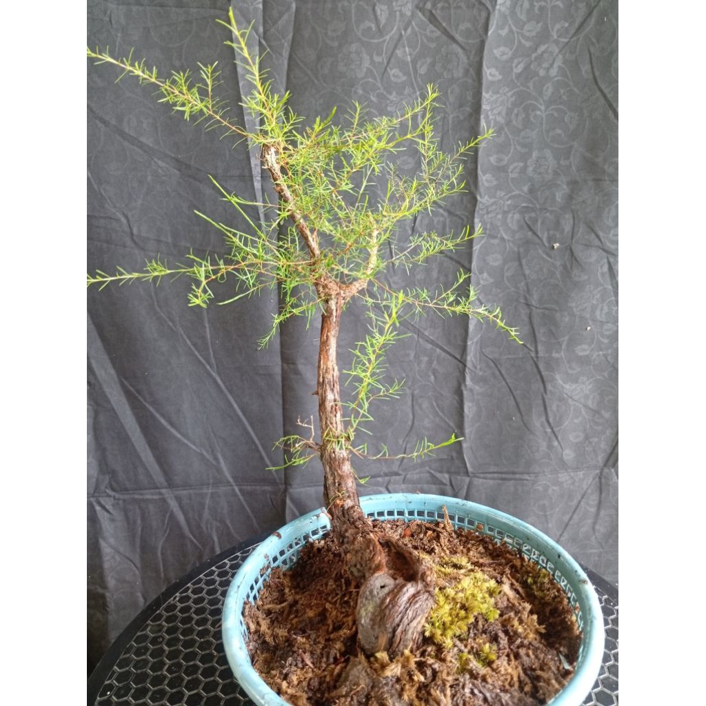 BAHAN CUCUR ATAP / SAPU - SAPU