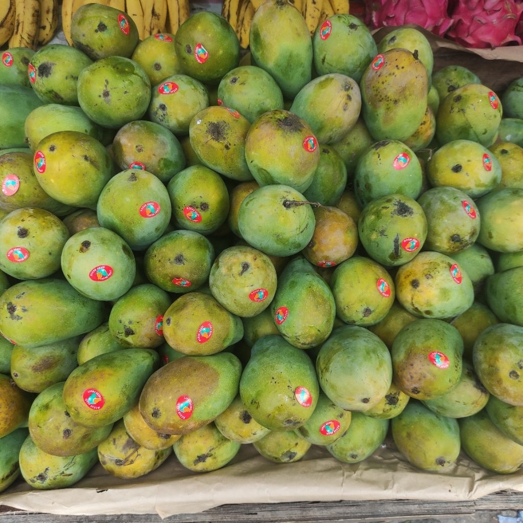 Mangga Harum manis (matang pohon)