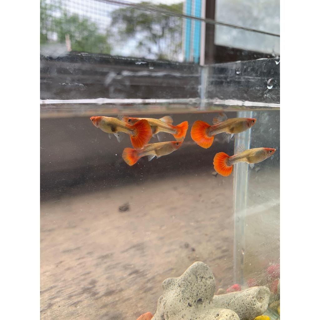 ikan guppy hias guppy TOXIDO koi jantan/betina