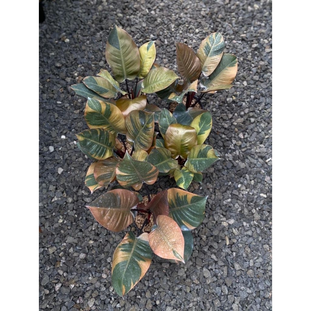 tanaman philodenron black cardinal varigata - black kardinal