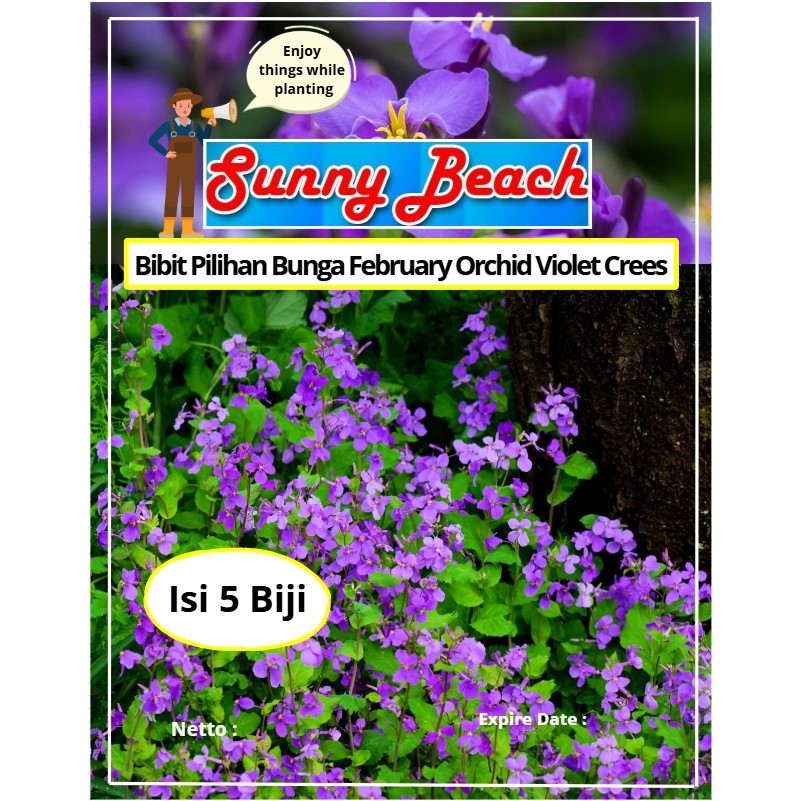 Bibit Pilihan Bunga February Orchid Violet Crees | Biji Benih Bunga Anggrek Bulan Ungu| Bunga Orchid