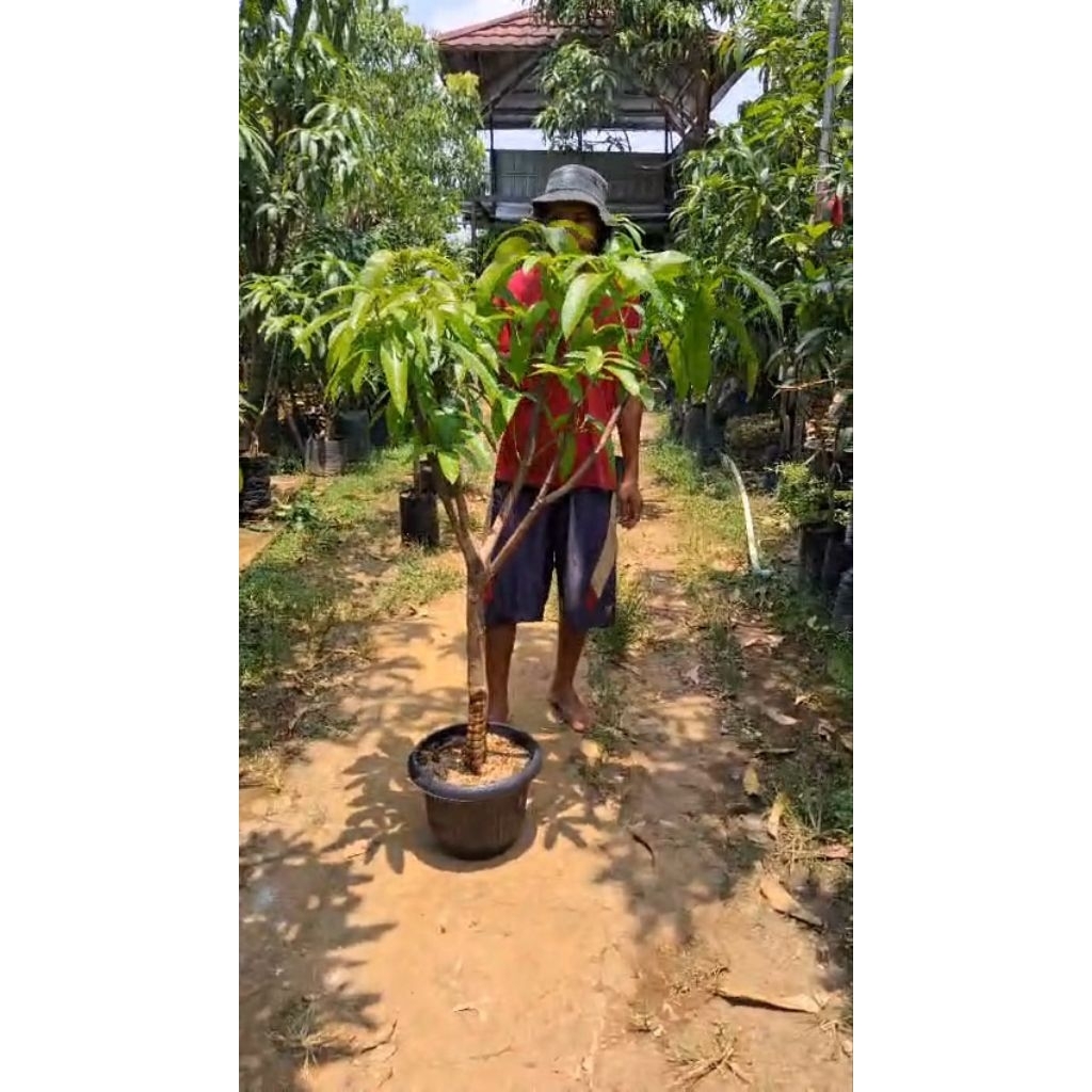 mangga xizhi cangkok susu