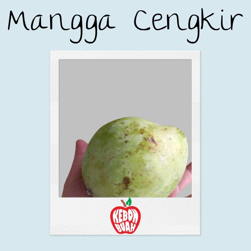 Mangga Cengkir Mengkal Buat Rujak 500 gram 1 kg