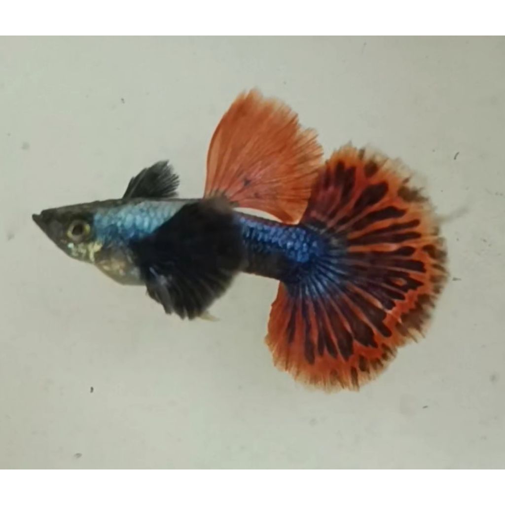 Stiker guppy Platinum Mozaik Dumbo Ear HM