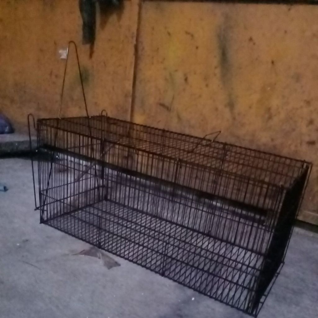 perangkap/jebakan musang, biawak, luwak