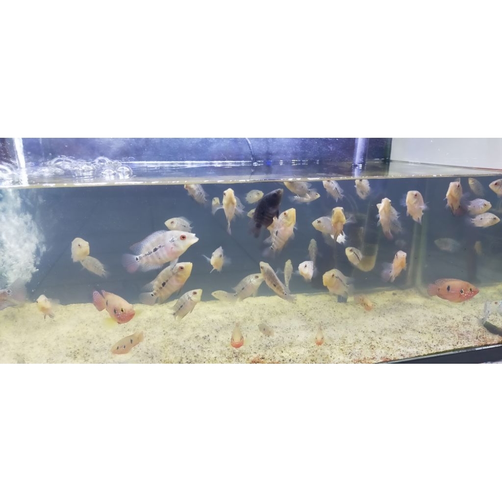 anakan louhan Super Red GB.