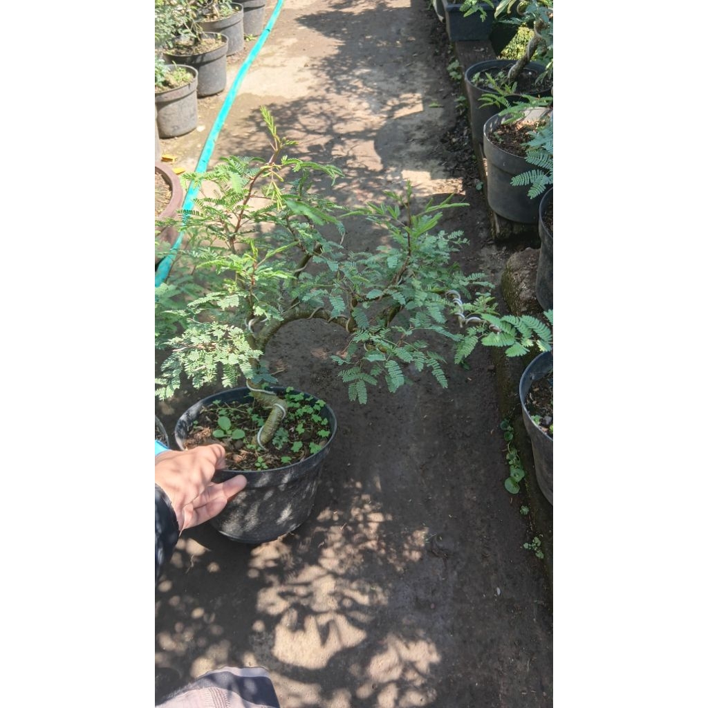 BONSAI PUTRI MALU RIMBUN