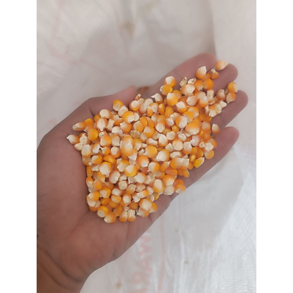 Jagung pipil pakan ayam atau merpati