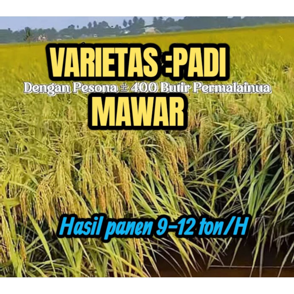 BENIH BIBIT PADI SUPER UNGGUL MAWAR ,GENJAH PAKET 1KG  BERBOBOT HASIL MENJANJIKAN