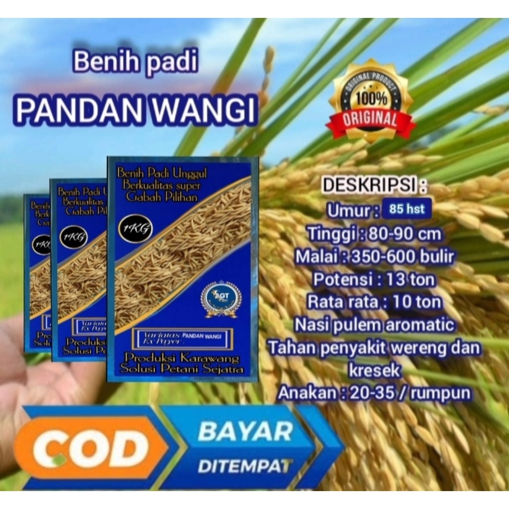 Benih padi pandan wangi asli kemasan 1kg