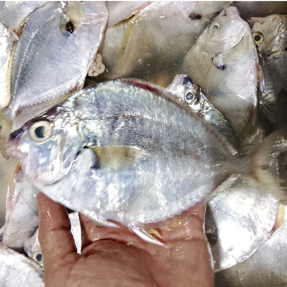 Ikan Petek 1Kg Ikan Petek Segar Seafood Ikan Segar Ikan Laut