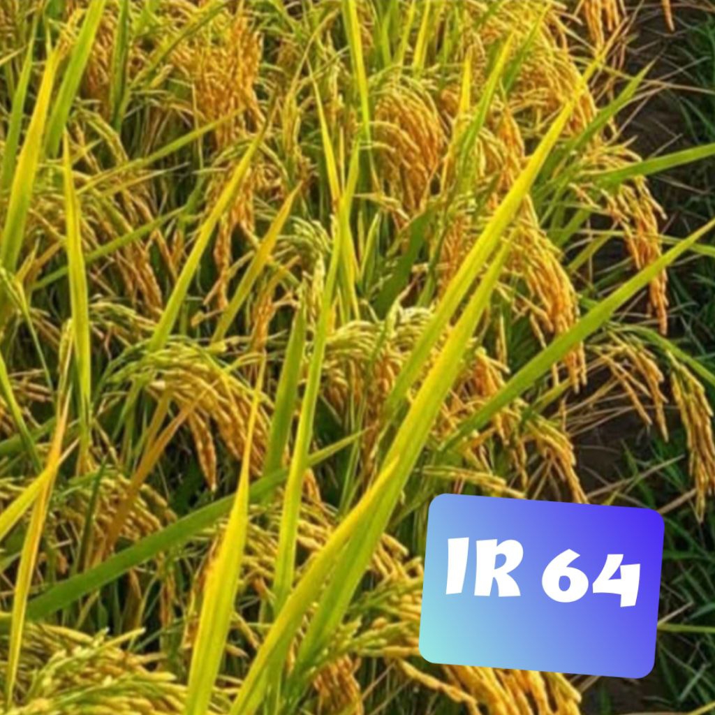 Benih padi IR64 hasil teruji unggul tahan rebah