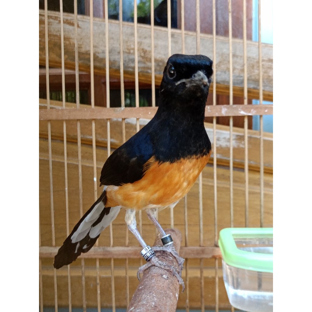 MURAI BATU BETINA PASTOL GRADE A