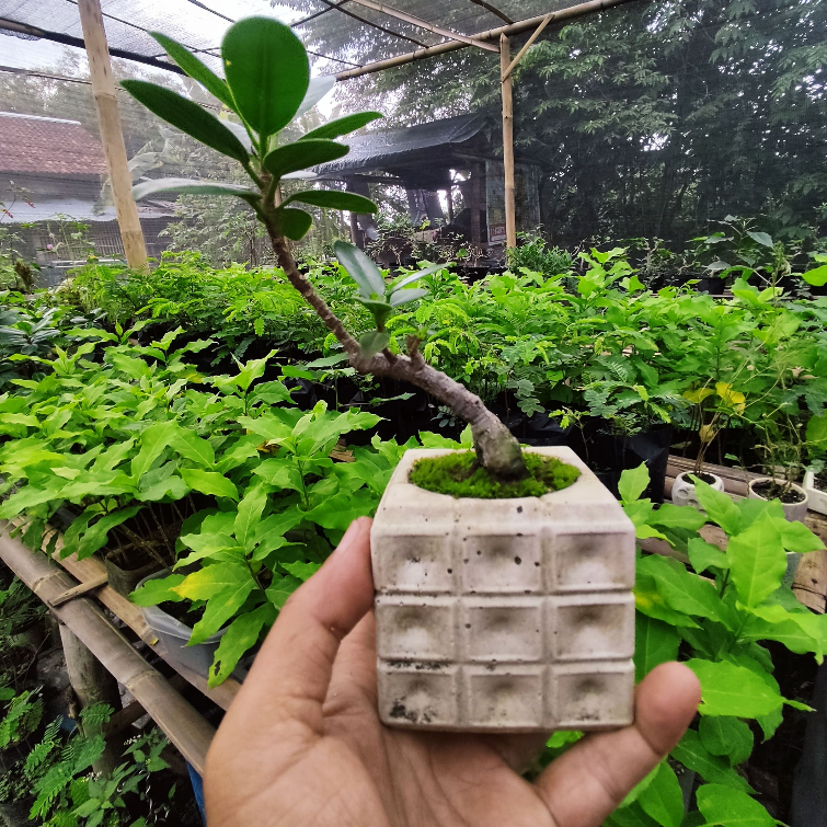 Mini Bonsai Tanaman Hias Ficus Korea + Pot Kotak